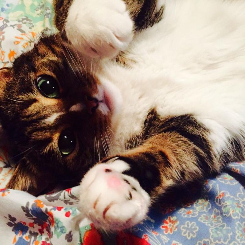 5 year old beautiful Bengal cross female for sale