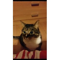 5 year old beautiful Bengal cross female for sale