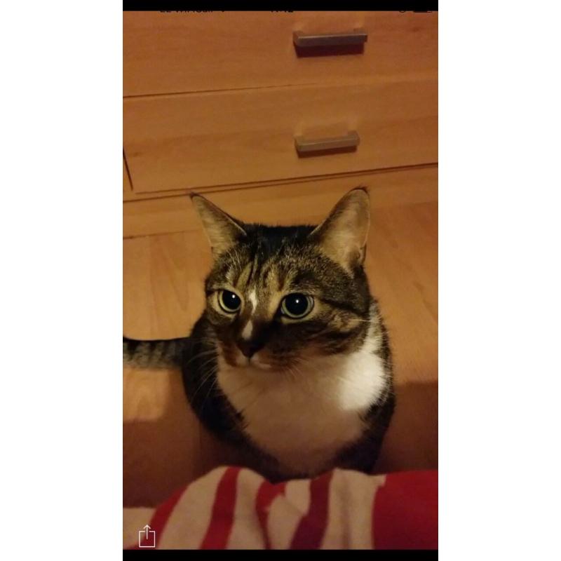 5 year old beautiful Bengal cross female for sale