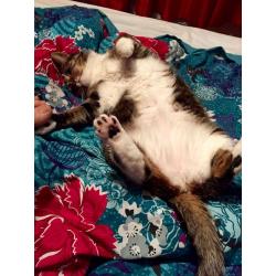5 year old beautiful Bengal cross female for sale