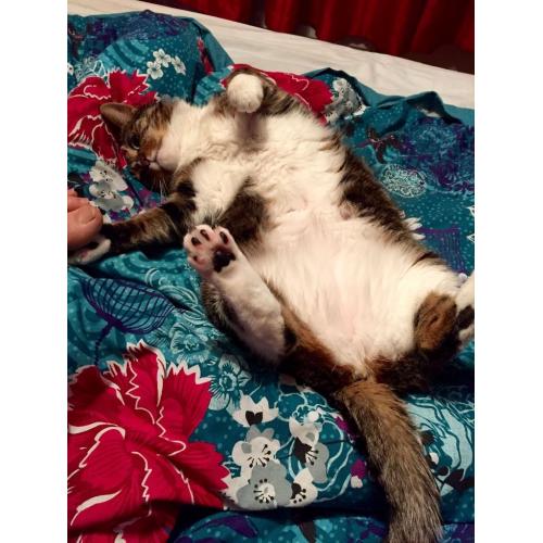 5 year old beautiful Bengal cross female for sale