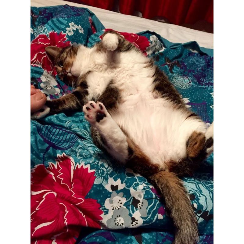 5 year old beautiful Bengal cross female for sale