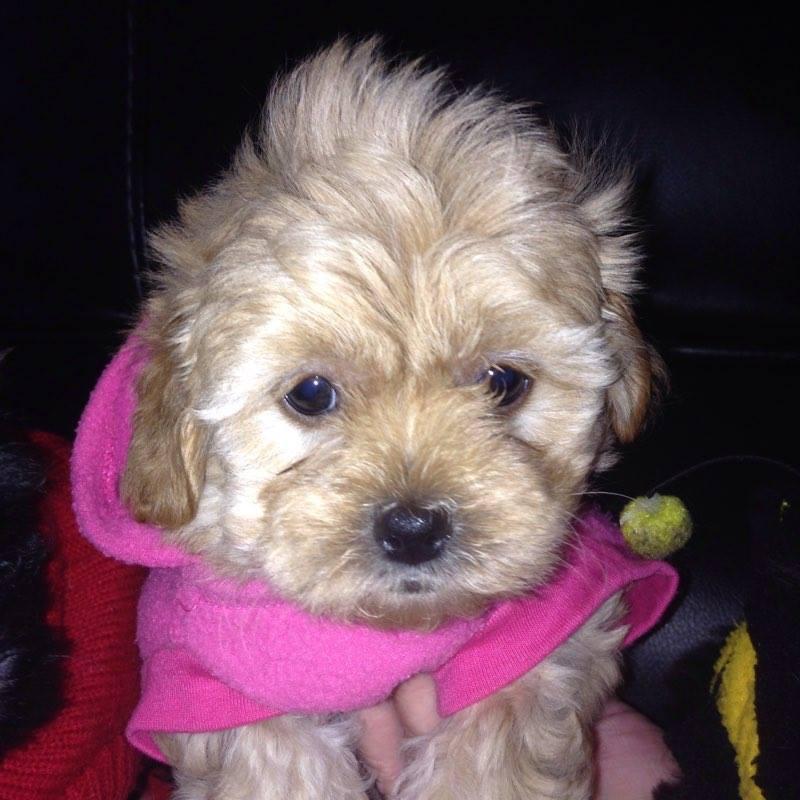 Shih-Poo Puppies