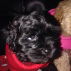 Shih-Poo Puppies