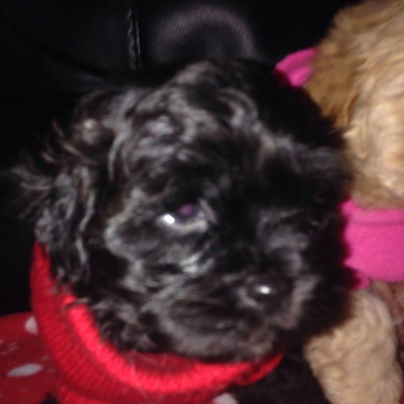 Shih-Poo Puppies