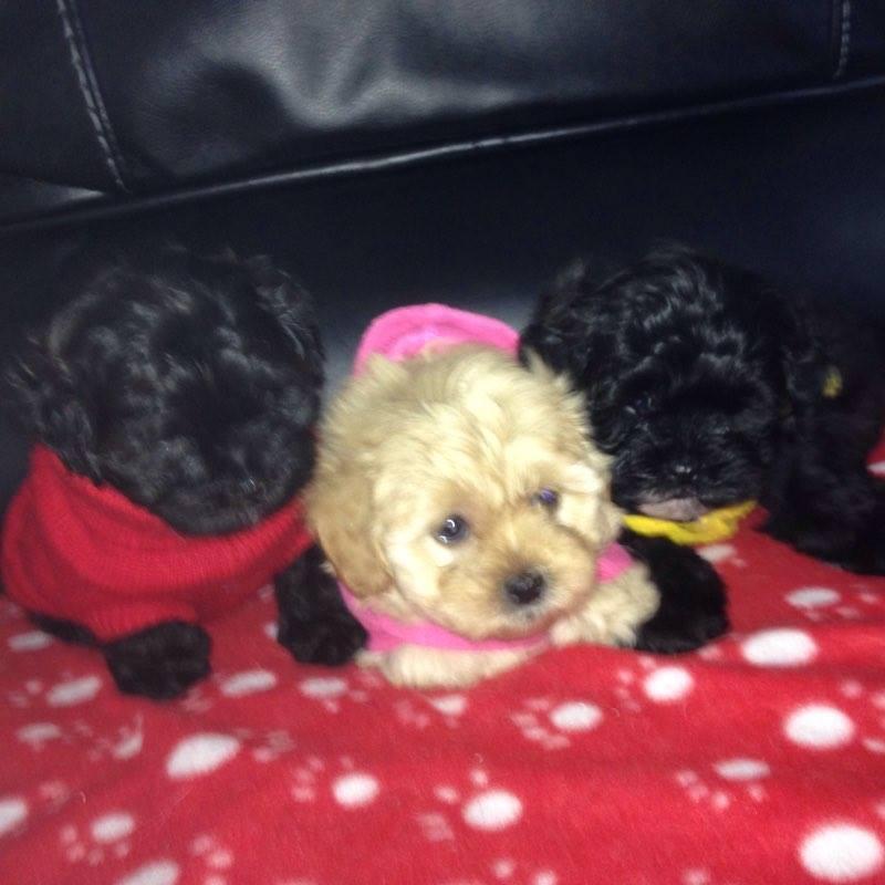 Shih-Poo Puppies