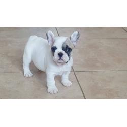 French Bulldog Puppies Stunning 4 boys