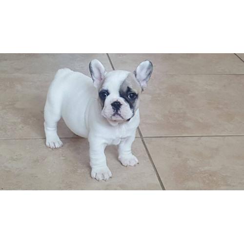 French Bulldog Puppies Stunning 4 boys