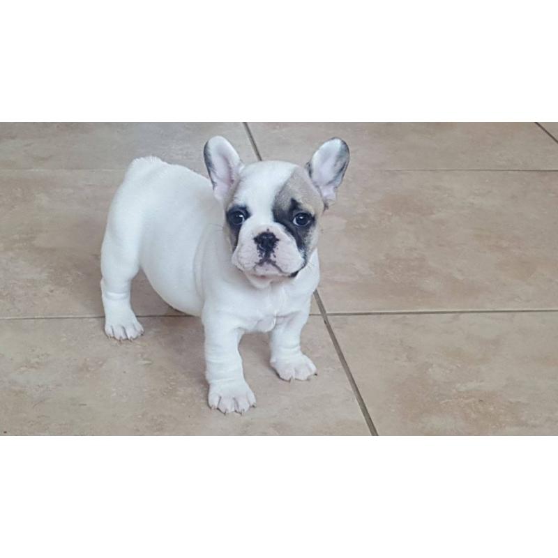 French Bulldog Puppies Stunning 4 boys