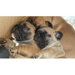 French Bulldog Puppies Stunning 4 boys