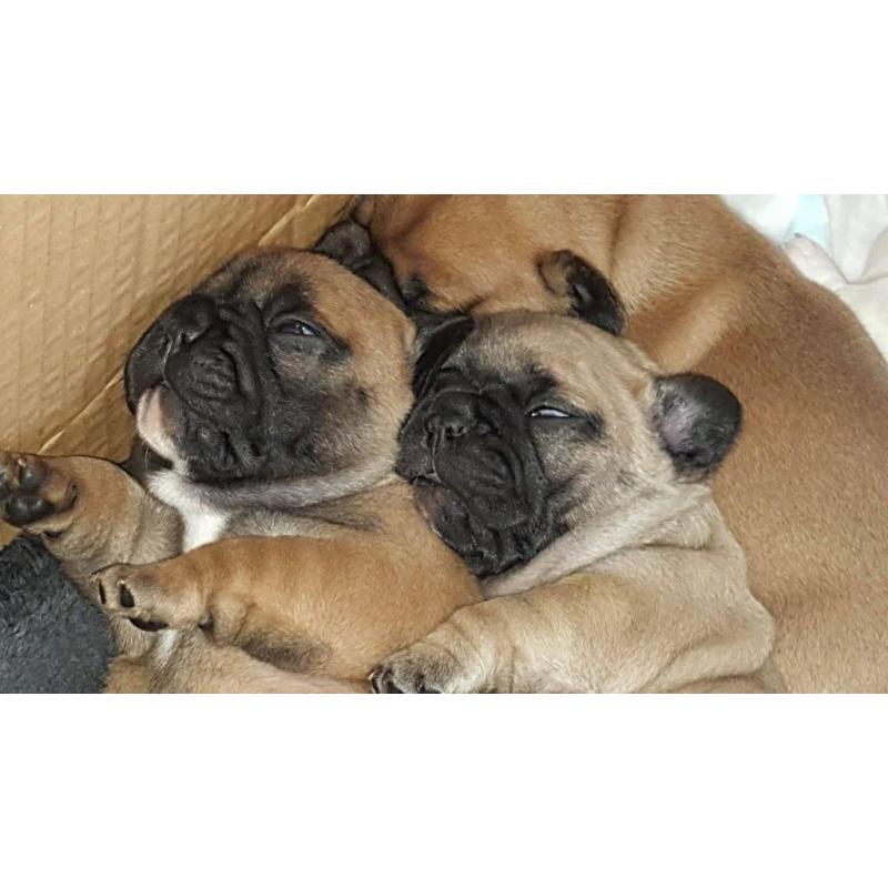 French Bulldog Puppies Stunning 4 boys
