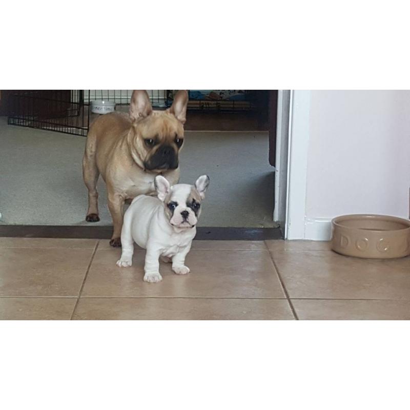 French Bulldog Puppies Stunning 4 boys