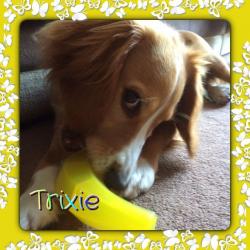 Pawfect Pet Carers - Dog Walking, Dog Home Boarding & Pet Sitting, Ipswich and all surrounding areas