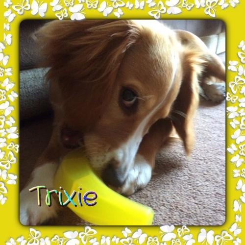 Pawfect Pet Carers - Dog Walking, Dog Home Boarding & Pet Sitting, Ipswich and all surrounding areas