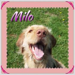 Pawfect Pet Carers - Dog Walking, Dog Home Boarding & Pet Sitting, Ipswich and all surrounding areas
