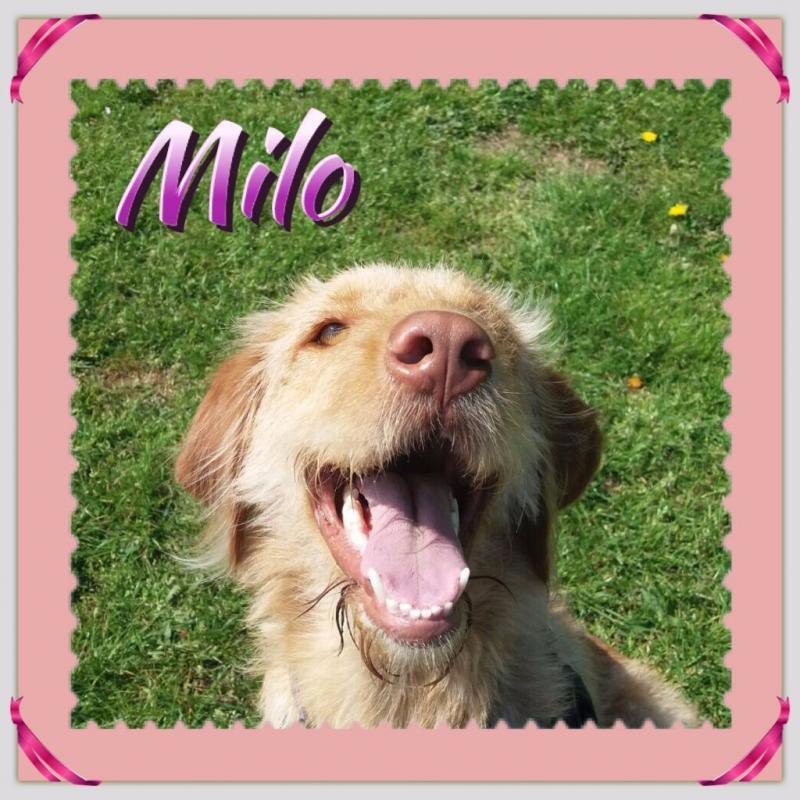 Pawfect Pet Carers - Dog Walking, Dog Home Boarding & Pet Sitting, Ipswich and all surrounding areas