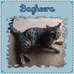 Pawfect Pet Carers - Dog Walking, Dog Home Boarding & Pet Sitting, Ipswich and all surrounding areas