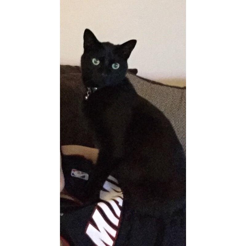MISSING CAT
