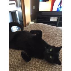 MISSING CAT