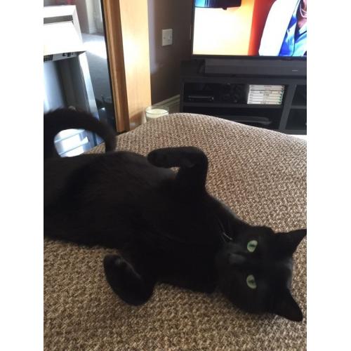 MISSING CAT
