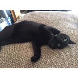MISSING CAT