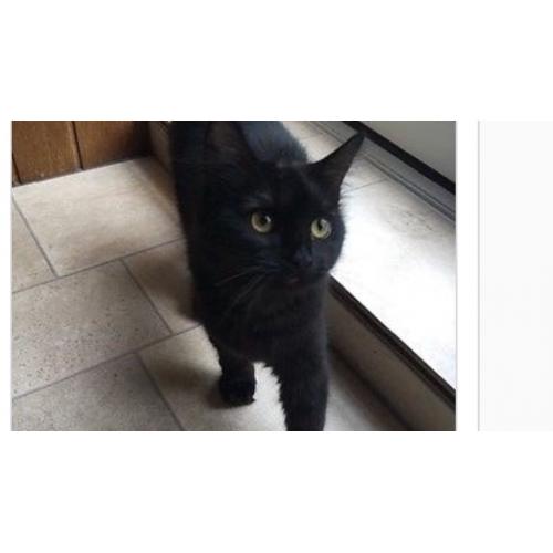4Months kitten free to a good home