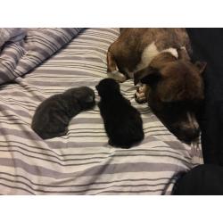 Polydactyl kittens for sale (extra fingers)