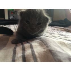Polydactyl kittens for sale (extra fingers)