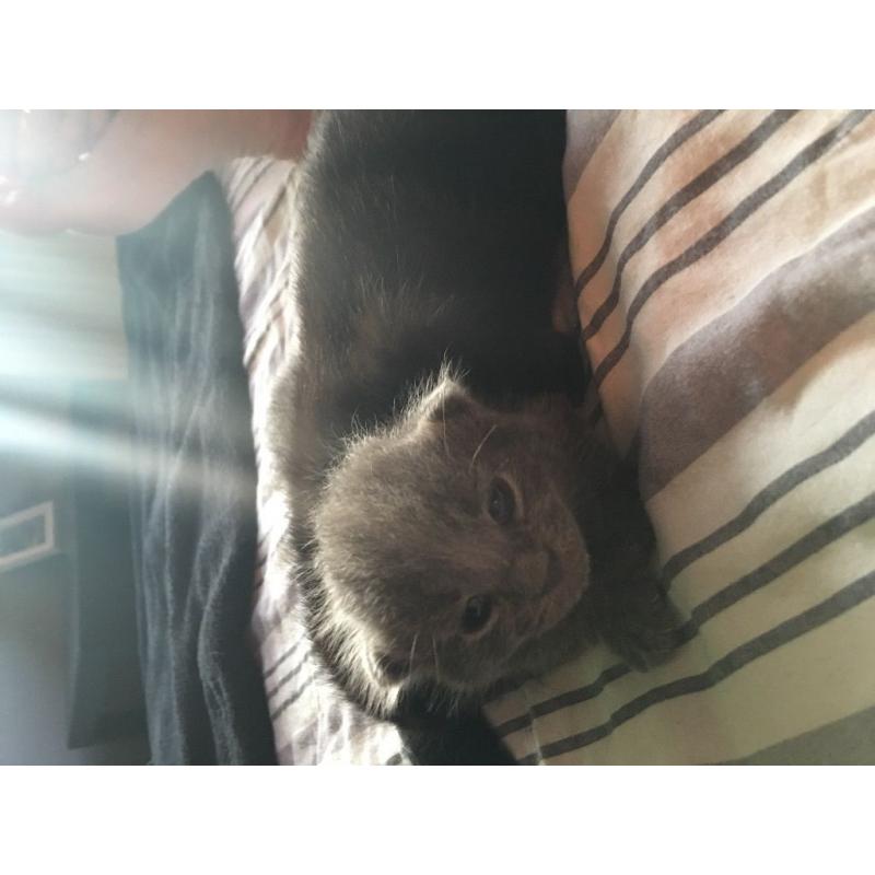 Polydactyl kittens for sale (extra fingers)