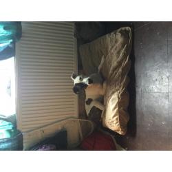 Loving dog looking for a new home