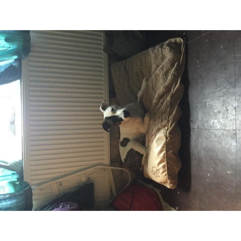 Loving dog looking for a new home