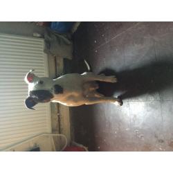 Loving dog looking for a new home