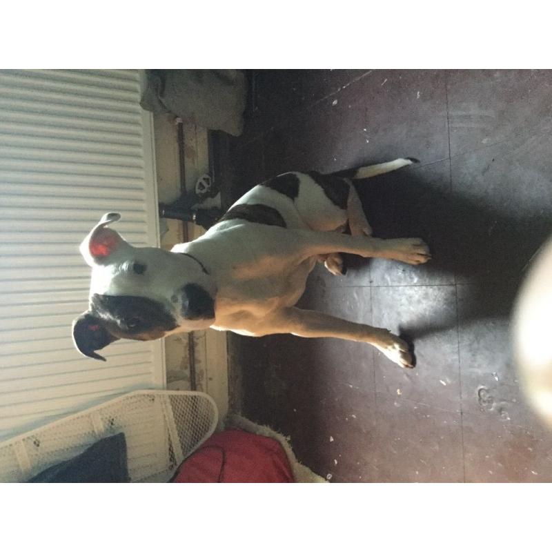 Loving dog looking for a new home