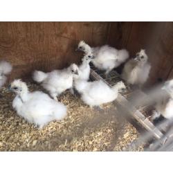 WHITE, BLUE,GOLD,BLACK SILKIES