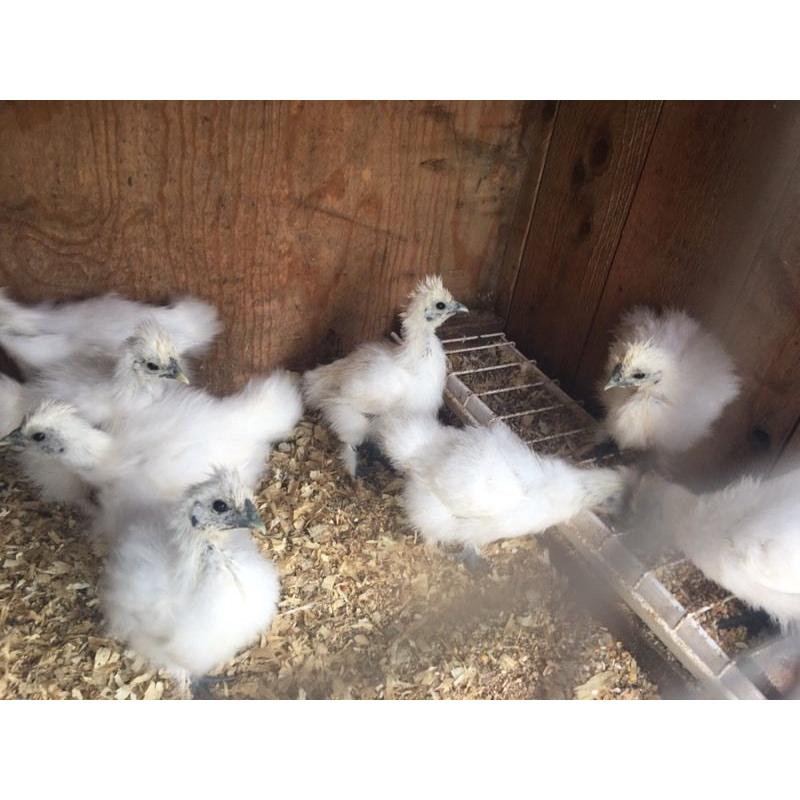WHITE, BLUE,GOLD,BLACK SILKIES