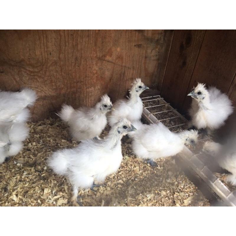 WHITE, BLUE,GOLD,BLACK SILKIES