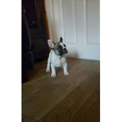 KC Registered French Bulldog Puppies
