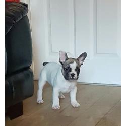 KC Registered French Bulldog Puppies
