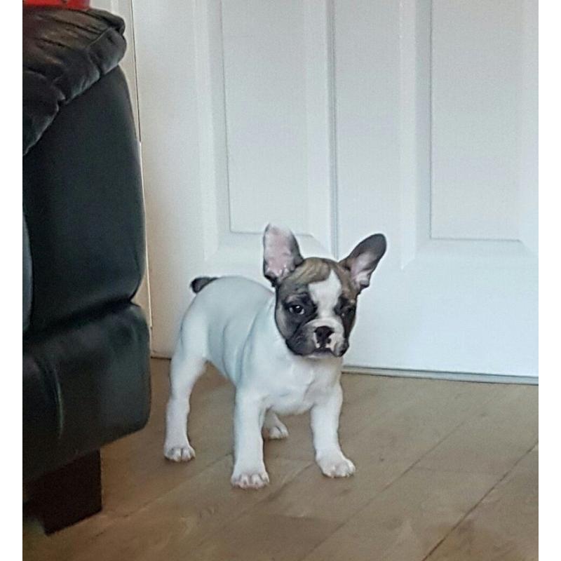KC Registered French Bulldog Puppies