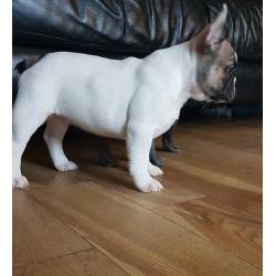 KC Registered French Bulldog Puppies