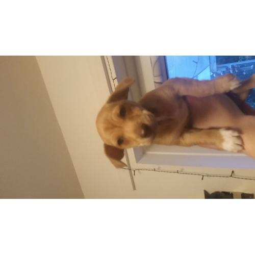 Minature Jack Russels puppies for sale
