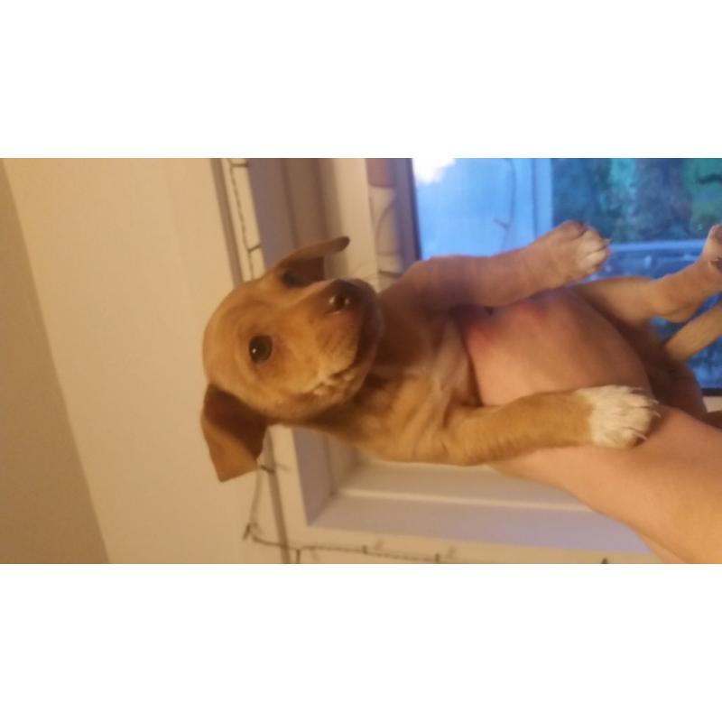 Minature Jack Russels puppies for sale