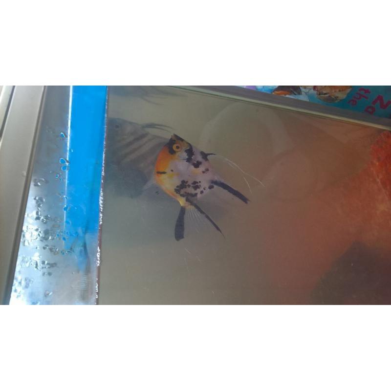 lovely looking angel fish for sale