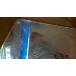 lovely looking angel fish for sale
