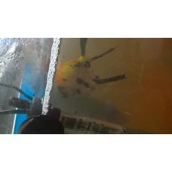 lovely looking angel fish for sale