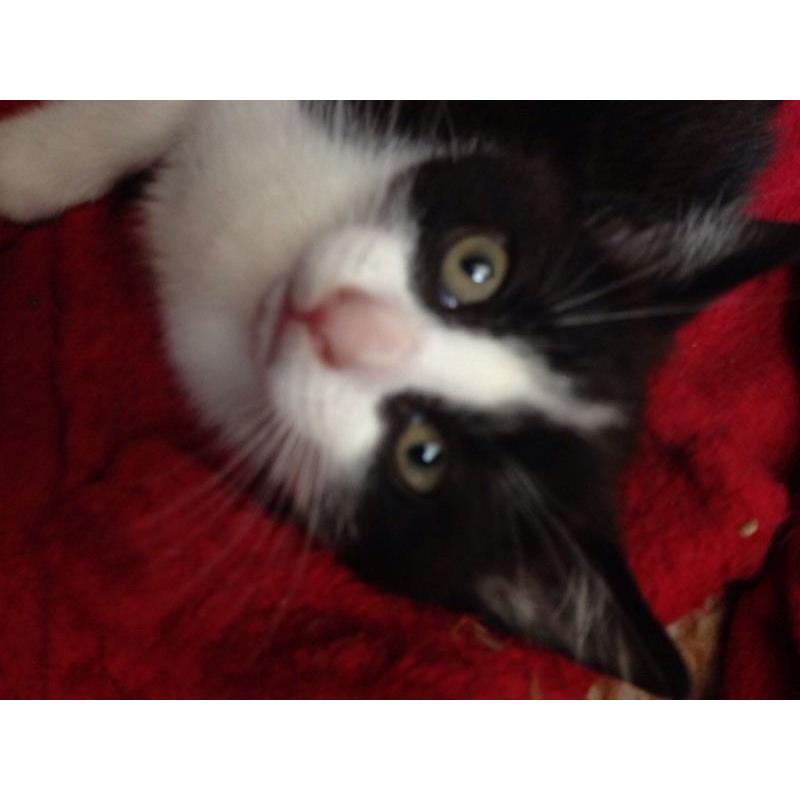 Cat for sale