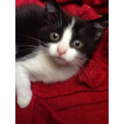 Cat for sale