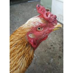 Chicken cockerell Pakistani asil