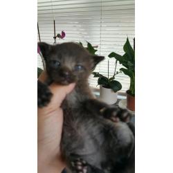 2 boys still to looking for a new homes