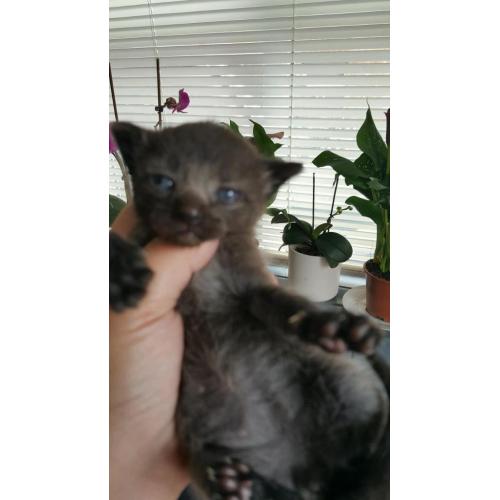 2 boys still to looking for a new homes